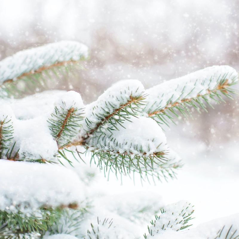 Snowy Tree